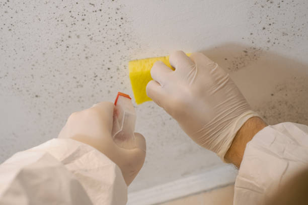 Best Mold-Related Health Consultation  in Ceresco, NE