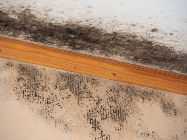 Mold Remediation for Vacation Homes in Ceresco, NE
