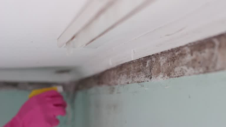 Best Mold Damage Restoration  in Ceresco, NE